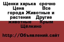 Щенки харька! срочно. › Цена ­ 5 000 - Все города Животные и растения » Другие животные   . Крым,Щёлкино